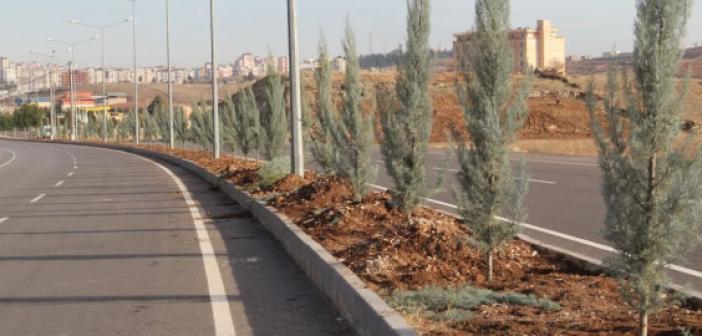 Midyat’ta Orta refüjler ağaçlandırılıyor