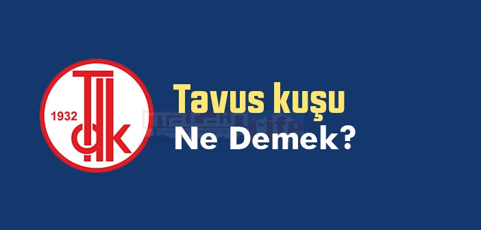 Tavus kuşu ne demek? Tavus kuşu TDK sözlük anlamı nedir?