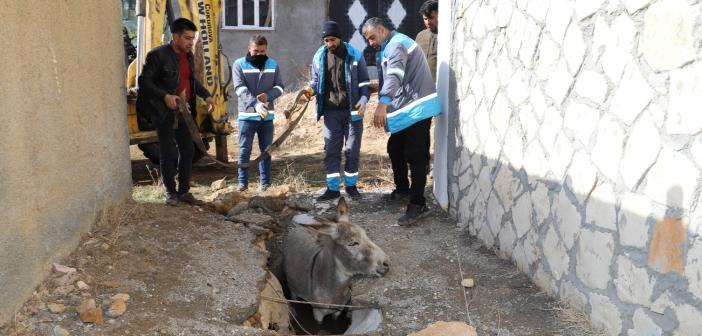 Kanalizasyon çukuruna düşen eşek kurtarıldı