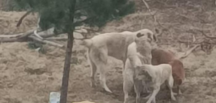 Sokak köpeklerinin saldırdığı 30 tavuk ve ördek öldü