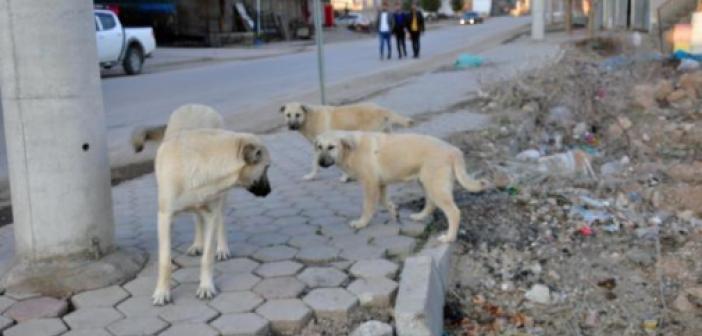 Mardin’de  7 kişiyi ısıran sokak köpeği kuduz çıktı!