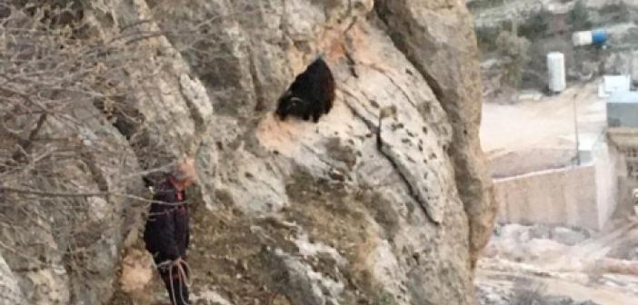 VİDEO- Uçurumda mahsur kalan keçiyi itfaiye ekipleri kurtardı