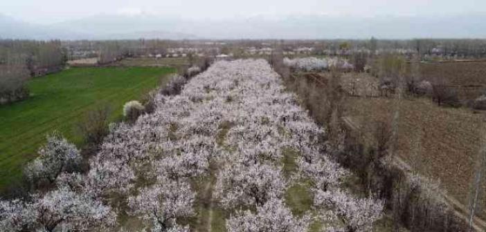 Iğdır’da çiçekleriyle tabloları aratmayan kayısı ağaçları havadan görüntülendi