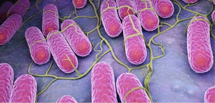 Salmonella Bakterisi Belirtileri Nelerdir? Nasıl Korunuruz? Salmonella Virüsü Nedir? Nasıl Bulaşır?