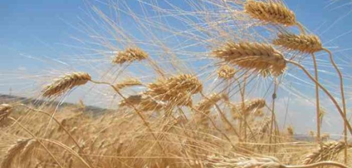 Edirne’de buğdayın kilosu en yüksek 5 lira 483 kuruştan satıldı