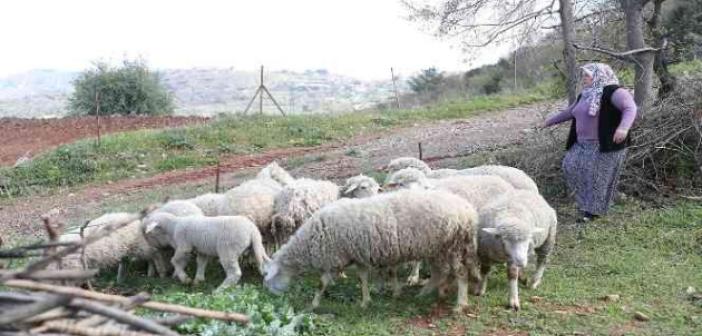 Kadın üreticilere verilen koyunlar kuzulamaya başladı