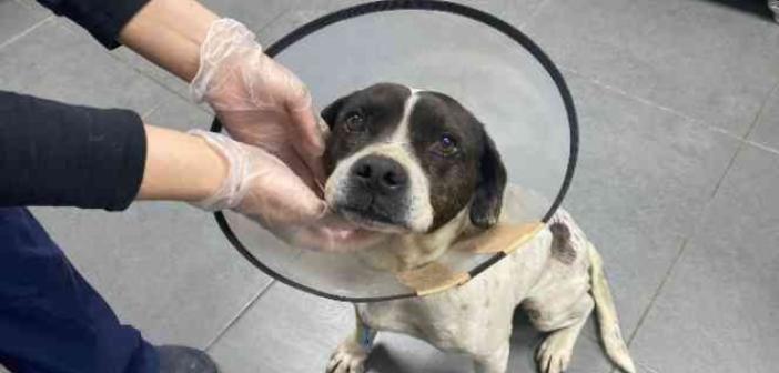 Sokak köpeğinden yumruk büyüklüğünde tümör alındı