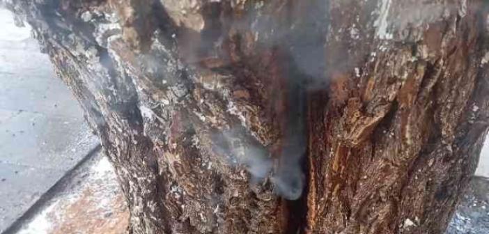 Kovuğuna atılan sigara izmaritinden ağaç tutuştu