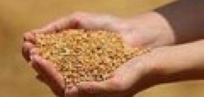 Edirne’de buğday 5 lira 783 kuruştan satıldı