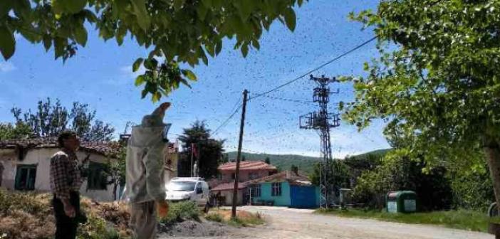 Köydeki arı istilasını fırsata çevirdi