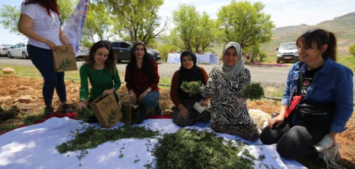 VİDEO- Doğada yetişen kekik Mardinli kadınlara gelir oldu