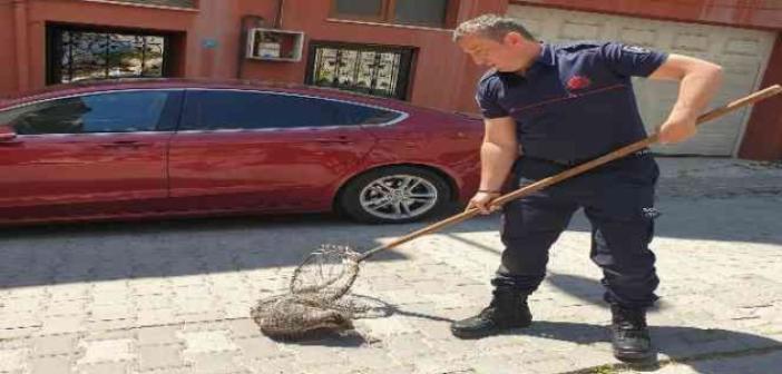 Bandırma’da cadde üzerinde gezen kokarca itfaiye ekipleri tarafından yakalandı