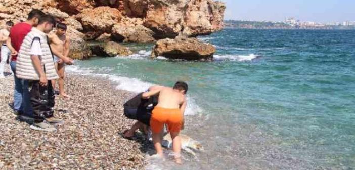 Antalya’da dünyaca ünlü sahile ölü caretta caretta vurdu