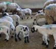 Sakız Koyunu Çiftliği’nde doğumlar başladı