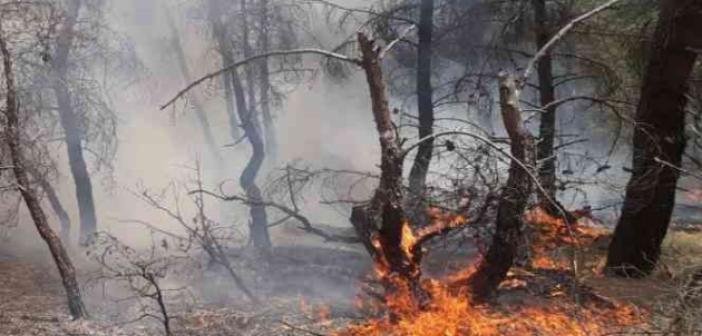 Uşak’taki orman yangınında 1,5 dekar alan zarar gördü
