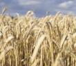 Buğday Alım Fiyatı Maliyetlere Göre Açıklansın!