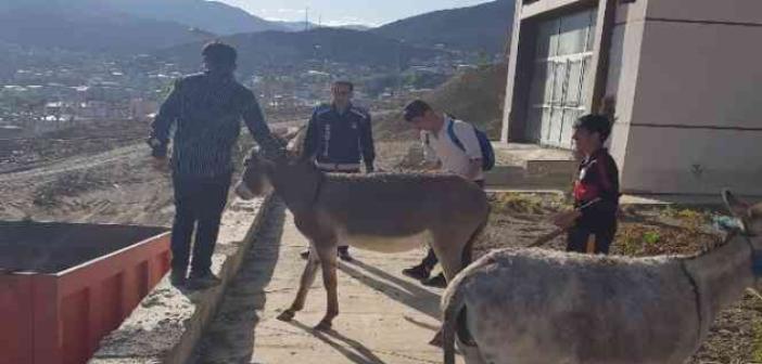 Hakkari’de sahipsiz eşekler şehir dışına çıkartıldı