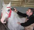 Cirit müsabakaları öncesi atlara ruam testi yapıldı