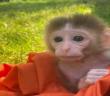 Çekmeköy’de 20 günlük utangaç yavru maymun hayvanat bahçesinin maskotu oldu