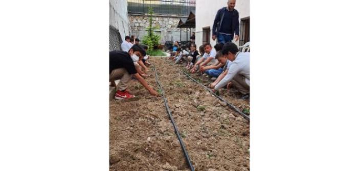 Okul bahçesinde organik tarım projesi