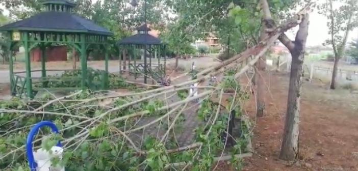 Uşak’ta şiddetli fırtına parktaki ağaçları devirdi