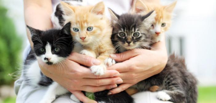 Rüyada Kedi Kovalamak ne anlama gelir? Rüyada Kedi Kovalamak ne demek?