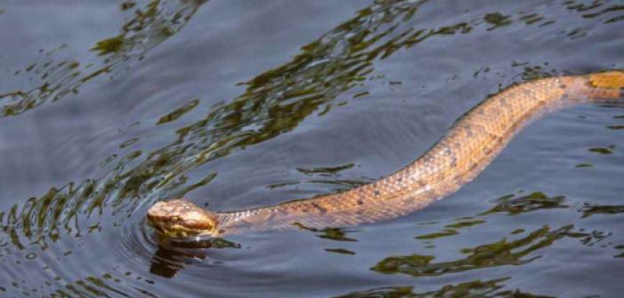 Rüyada Su Yılanı Görmek ne anlama gelir? Rüyada Su Yılanı Görmek ne demek?