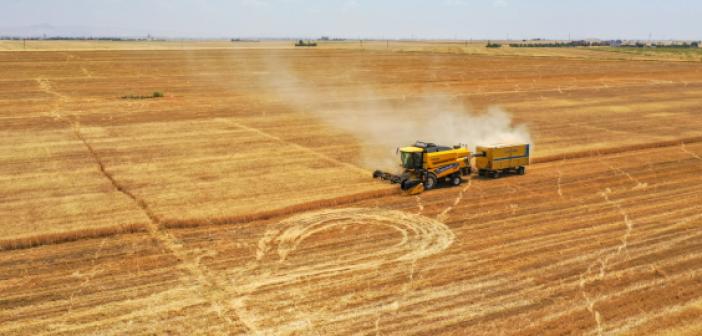 VİDEO- Biçerdöverler Buğday Hasadı İçin Mardin Ovası'nda