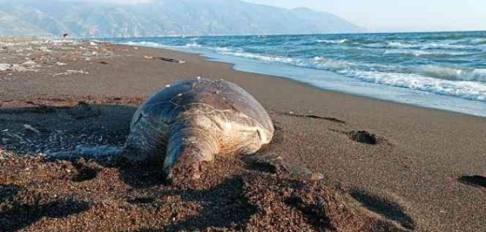 Hatay’da 2 deniz kaplumbağası sahile vurdu