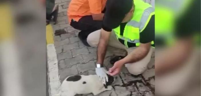 VİDEO- Mardin'de zehirlenen yavru köpekler tedavi ediliyor