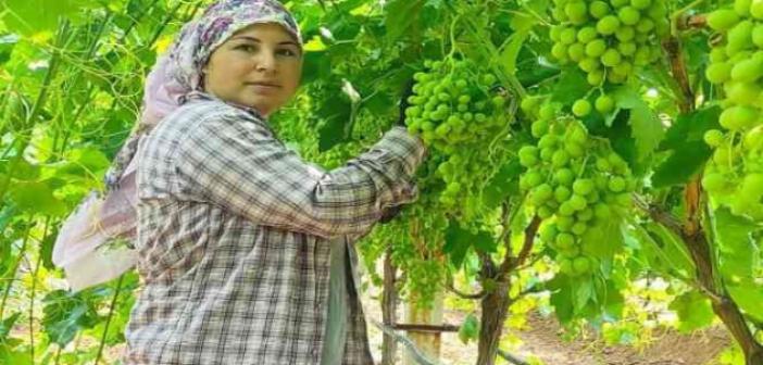 Çekirdeksiz Sultaniye üzümler ihracat için hazırlanıyor
