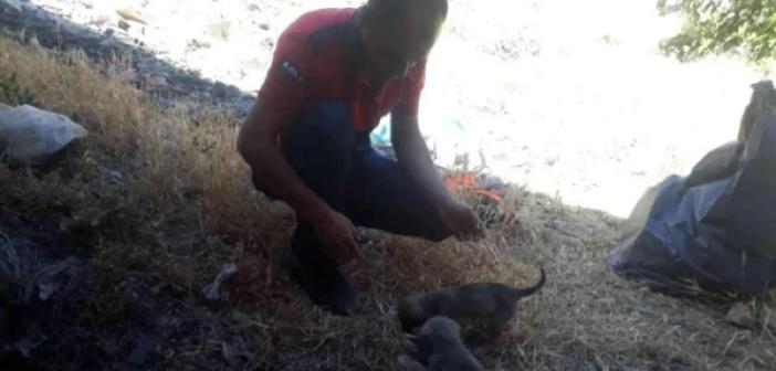 Kuyuya düşen yavru köpekler itfaiye ekipleri tarafından kurtarıldı