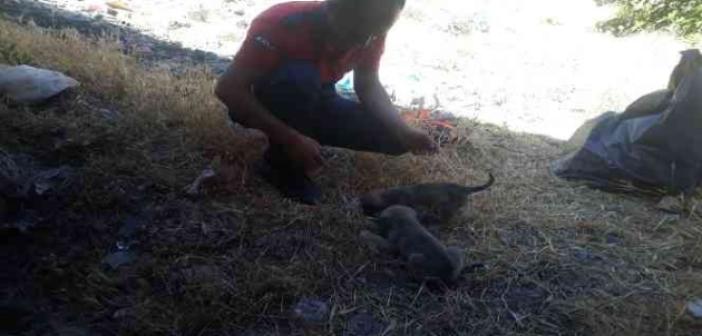 Mardin’de kuyuya düşen yavru köpekler itfaiye ekipleri tarafından kurtarıldı