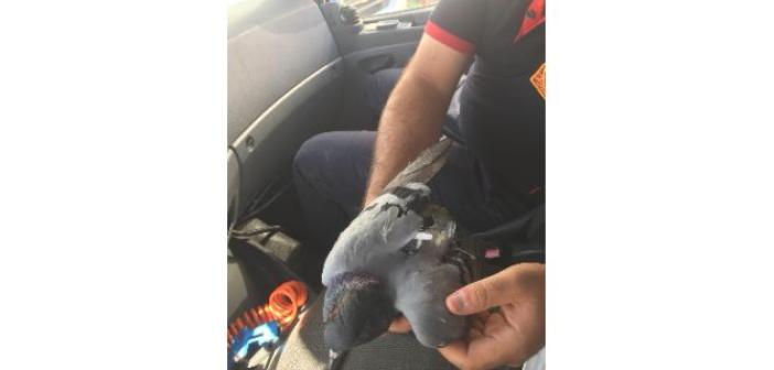Çatıda asılı kalan güvercin kurtarıldı