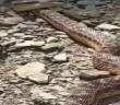 Yüksekova’da 2 metrelik engerek yılanı görüntülendi