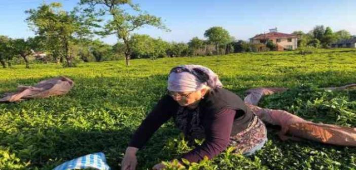 Özel sektör çay alımında ÇAYKUR’u solladı