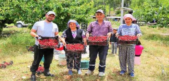 Çameli’nin ünlü yayla kirazında hasat başladı