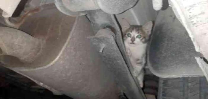 Otomobilin çamurluğuna sıkışan kediyi itfaiye kurtardı