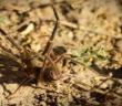 Yüksekova’da et yiyen ’Sarıkız’ örümceği görüntülendi