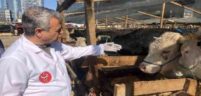 Kağıthane kurban pazarında hayvanlar sağlık kontrolünden geçirildi