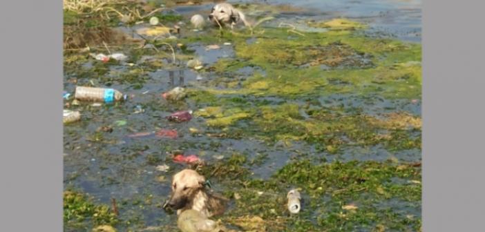 Sulama kanalında boğulma tehlikesi geçiren 3 köpek kurtarıldı