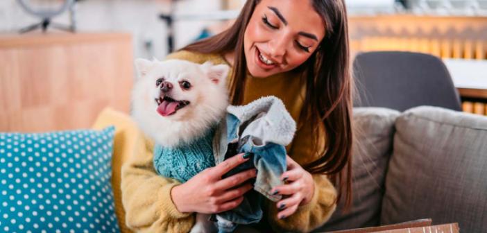 Pomeranian Boo Özellikleri ve Bakımı
