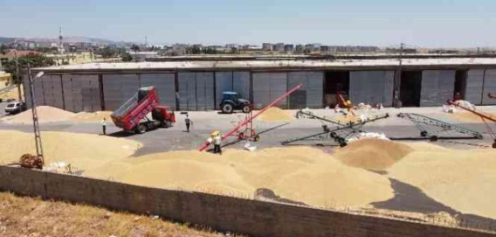 Yurt dışına buğday satıldığı iddiasının yalan olduğu ortaya çıktı