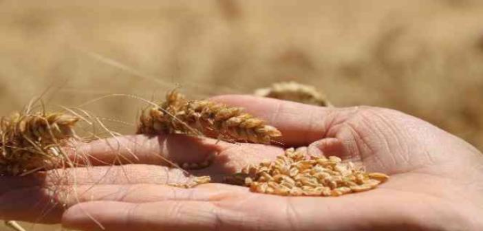 Çiftçilere buğday için kg başına 1 TL, arpa için 0,50 TL prim desteği ödenecek
