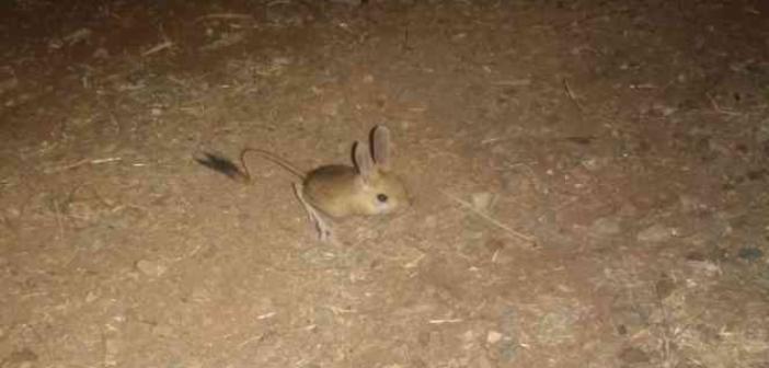 Dünyanın en ilginç hayvanlarından kanguru faresi Afşin’de görüldü