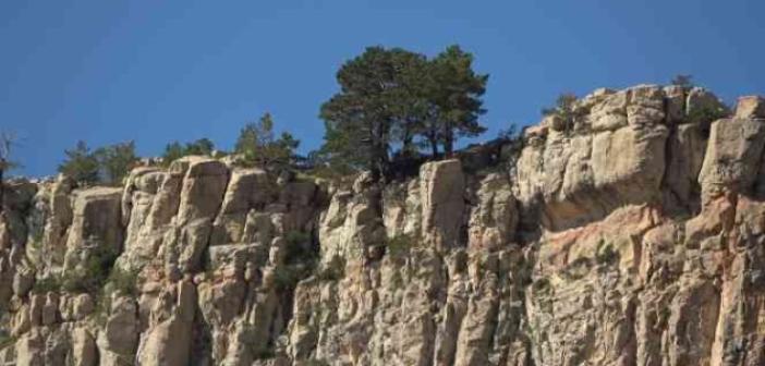 Kayalıkların üzerinde yetişen ağaçlar şaşkınlığa neden oluyor