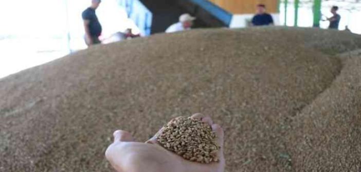 Bolu’da çiftçiler tonlarca buğdayı TMO’ya satmaya başladı