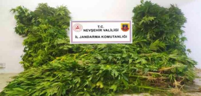 Nevşehir’de kenevir bitkisi yetiştiren şahıs göz altına alındı