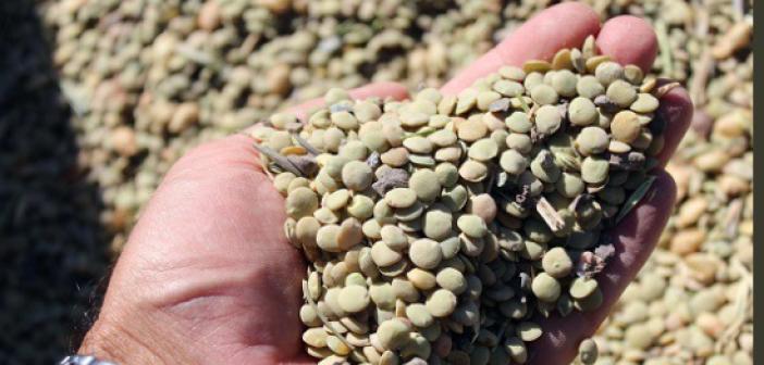 Yozgat’ta yerli tohum yeşil mercimekte yüksek verim elde edildi