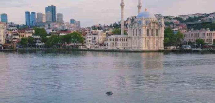İstanbul Boğazında yunus şöleni